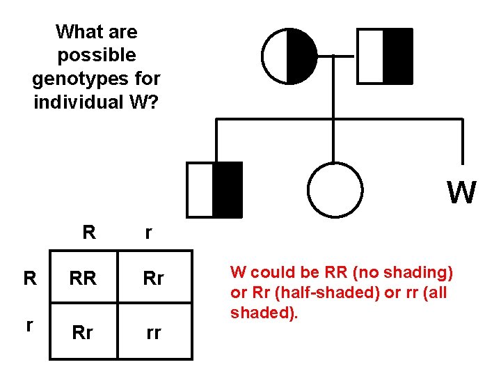What are possible genotypes for individual W? W R r R RR Rr rr