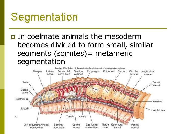 Segmentation p In coelmate animals the mesoderm becomes divided to form small, similar segments