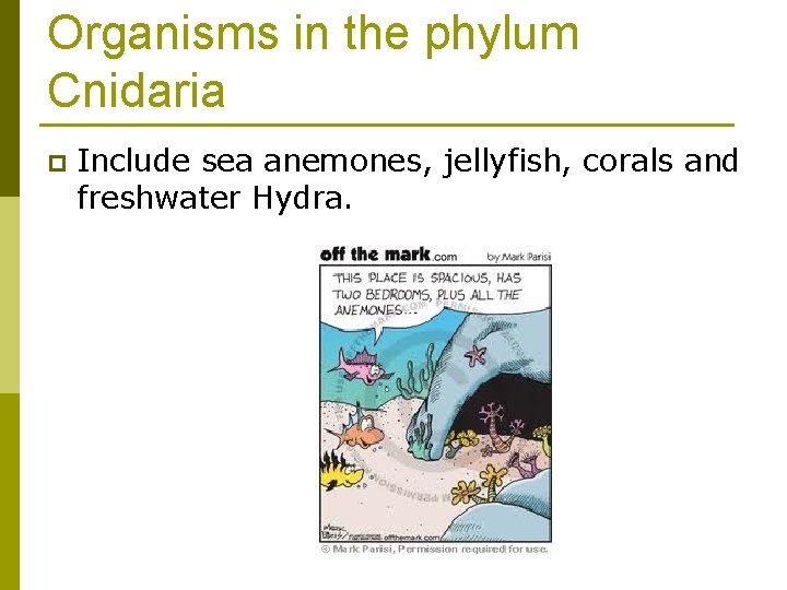Organisms in the phylum Cnidaria p Include sea anemones, jellyfish, corals and freshwater Hydra.