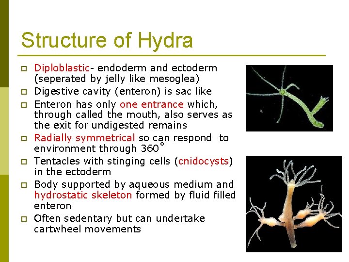 Structure of Hydra p p p p Diploblastic- endoderm and ectoderm (seperated by jelly