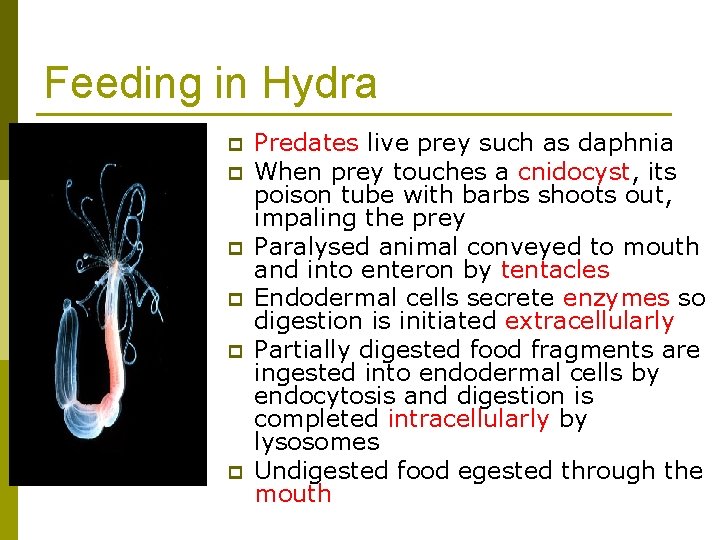 Feeding in Hydra p p p Predates live prey such as daphnia When prey