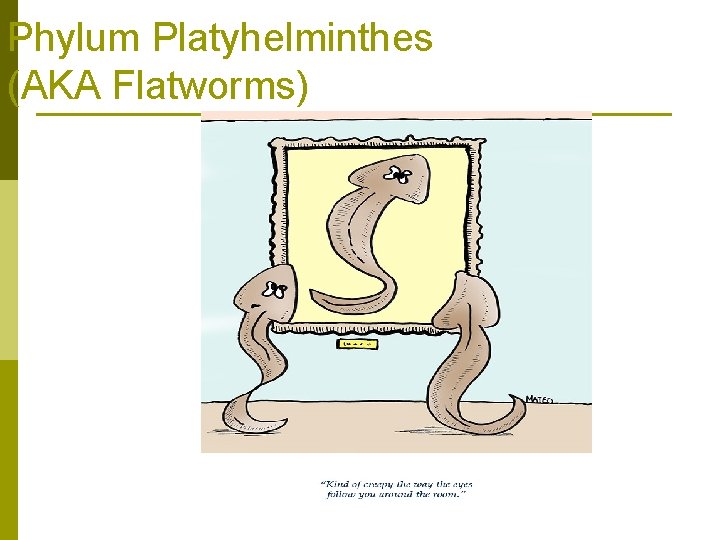 Phylum Platyhelminthes (AKA Flatworms) 