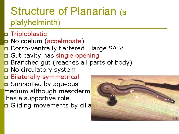 Structure of Planarian (a platyhelminth) Triploblastic p No coelum (acoelmoate) p Dorso-ventrally flattered =large