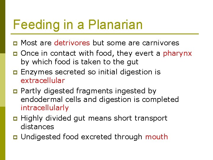 Feeding in a Planarian p p p Most are detrivores but some are carnivores