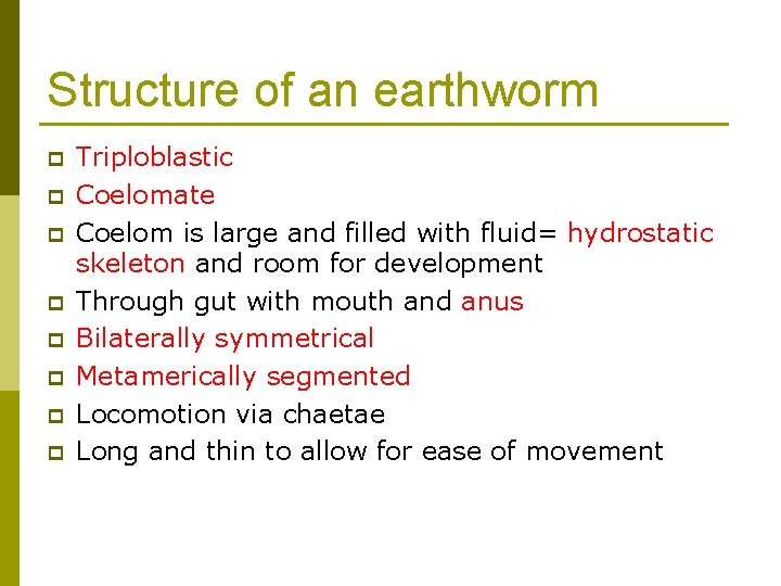 Structure of an earthworm p p p p Triploblastic Coelomate Coelom is large and