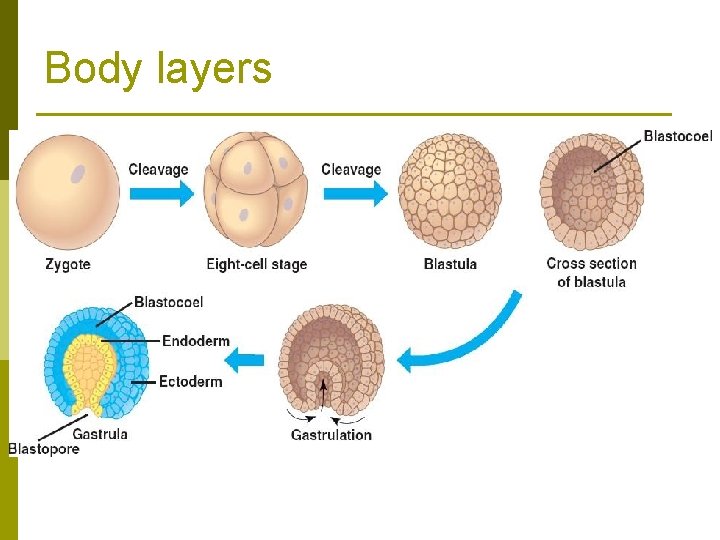 Body layers 