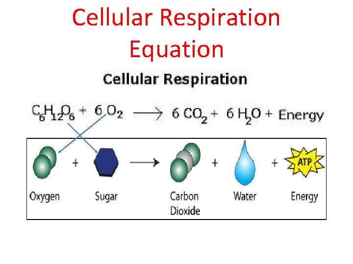 Cellular Respiration Equation 