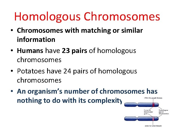 Homologous Chromosomes • Chromosomes with matching or similar information • Humans have 23 pairs