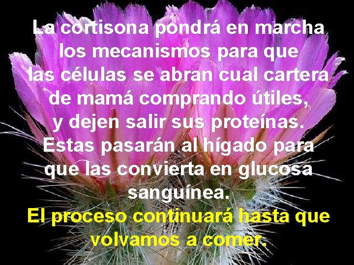 La cortisona pondrá en marcha los mecanismos para que las células se abran cual