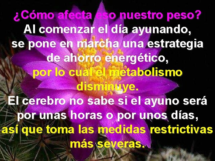 ¿Cómo afecta eso nuestro peso? Al comenzar el día ayunando, se pone en marcha
