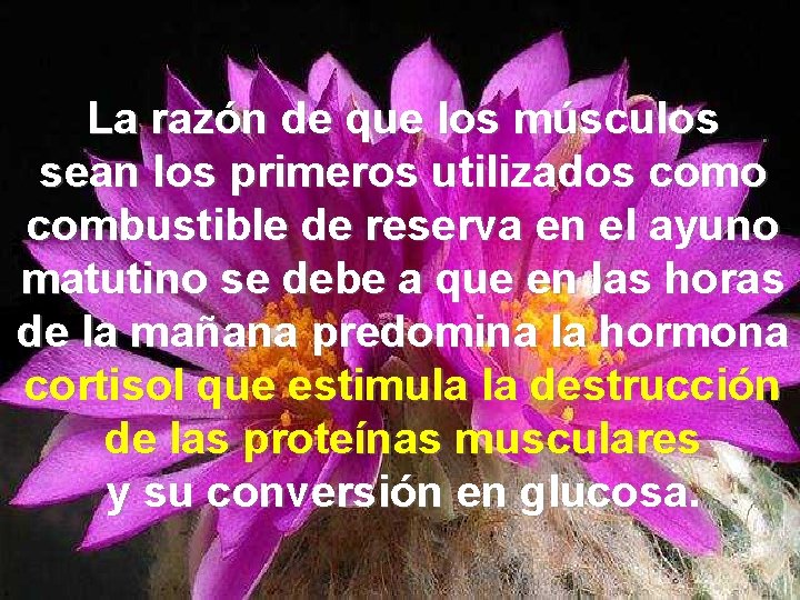 La razón de que los músculos sean los primeros utilizados como combustible de reserva
