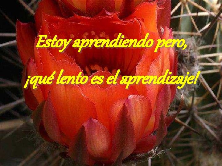 Estoy aprendiendo pero, ¡qué lento es el aprendizaje! 