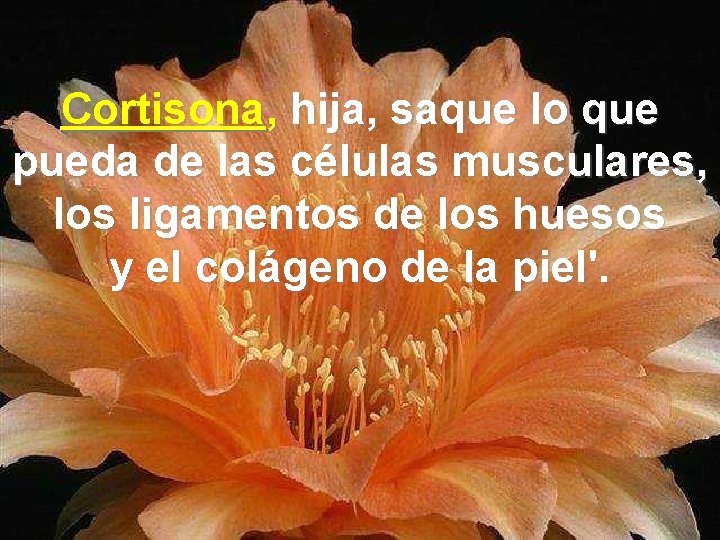 Cortisona, hija, saque lo que pueda de las células musculares, los ligamentos de los