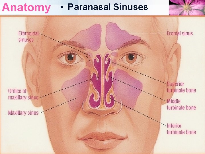 Sinusitis Anatomy Paranasal Sinuses Sinuses The Sinuses Are