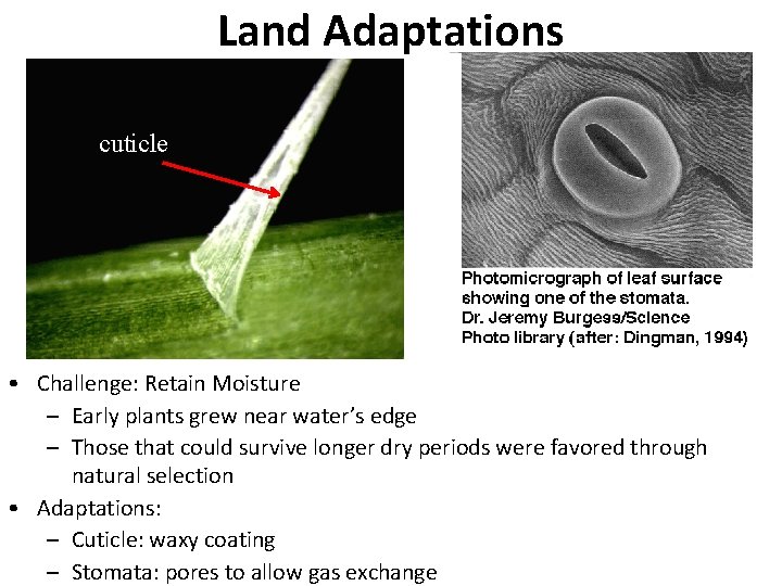 Land Adaptations cuticle • Challenge: Retain Moisture – Early plants grew near water’s edge