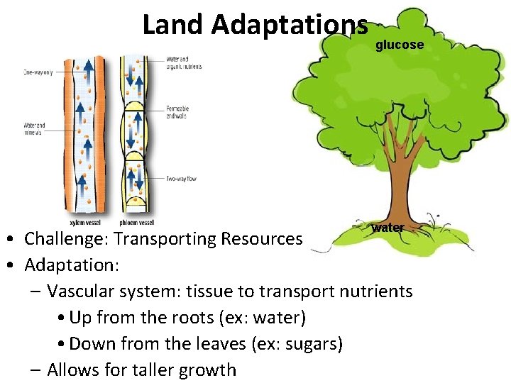 Land Adaptations glucose water • Challenge: Transporting Resources • Adaptation: – Vascular system: tissue