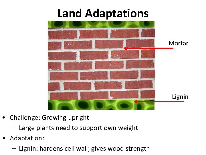 Land Adaptations Mortar Lignin • Challenge: Growing upright – Large plants need to support