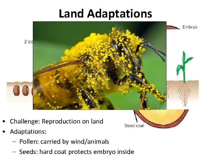 Land Adaptations • Challenge: Reproduction on land • Adaptations: – Pollen: carried by wind/animals