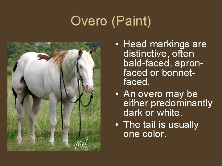 Colored Breeds Mrs Fahey Equine Science Tobiano Paint