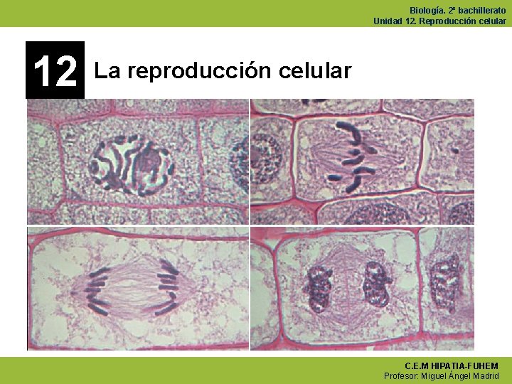 Biología. 2º bachillerato Unidad 12. Reproducción celular 12 La reproducción celular C. E. M