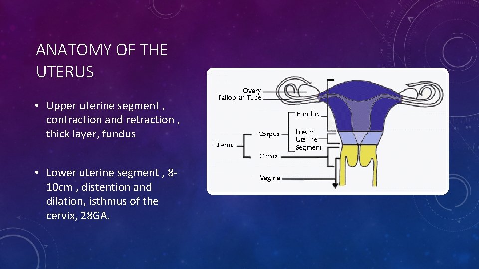 ANATOMY OF THE UTERUS • Upper uterine segment , contraction and retraction , thick