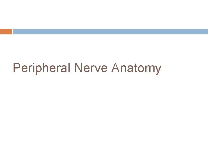 Peripheral Nerve Anatomy 