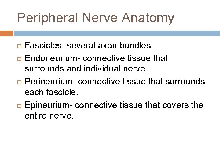 Peripheral Nerve Anatomy Fascicles- several axon bundles. Endoneurium- connective tissue that surrounds and individual