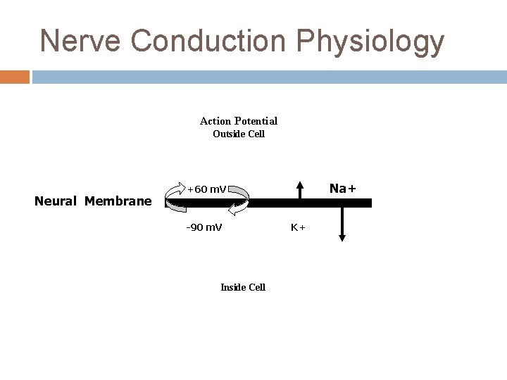 Nerve Conduction Physiology Action Potential Outside Cell Neural Membrane Na+ +60 m. V -90