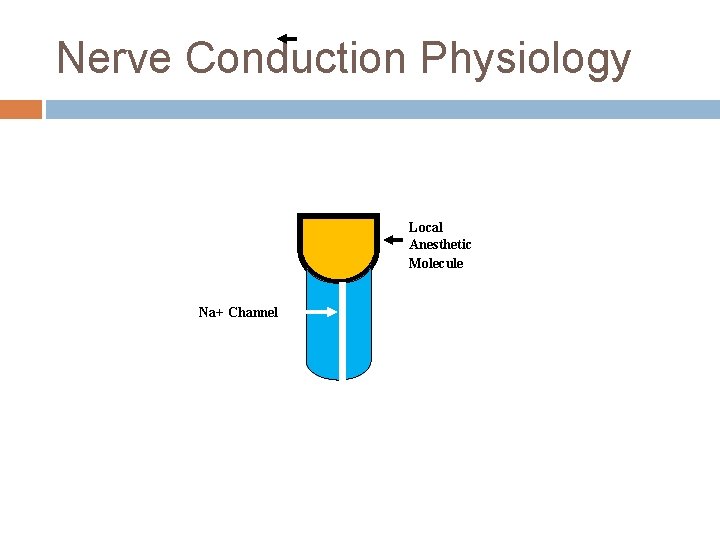 Nerve Conduction Physiology Local Anesthetic Molecule Na+ Channel 