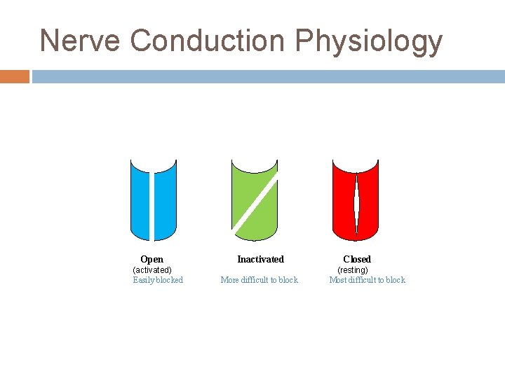 Nerve Conduction Physiology Open (activated) Easily blocked Inactivated More difficult to block Closed (resting)