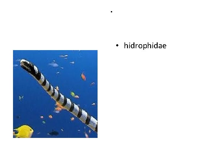 . • hidrophidae 
