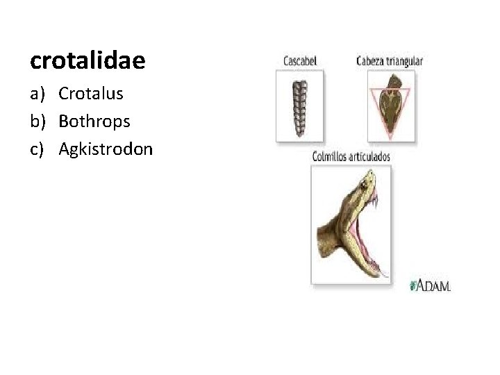 crotalidae a) Crotalus b) Bothrops c) Agkistrodon 