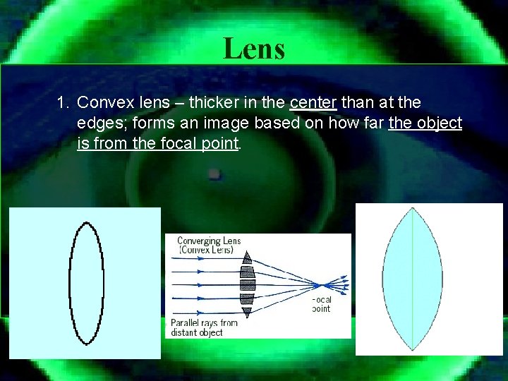 Lens 1. Convex lens – thicker in the center than at the edges; forms