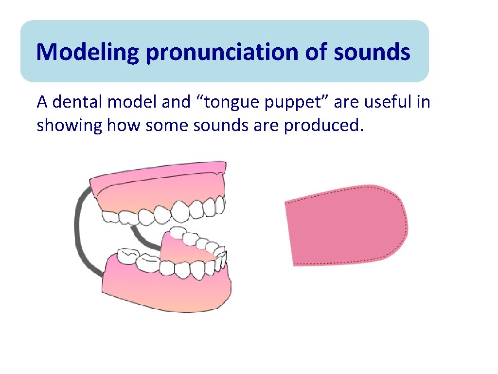 Modeling pronunciation of sounds A dental model and “tongue puppet” are useful in showing