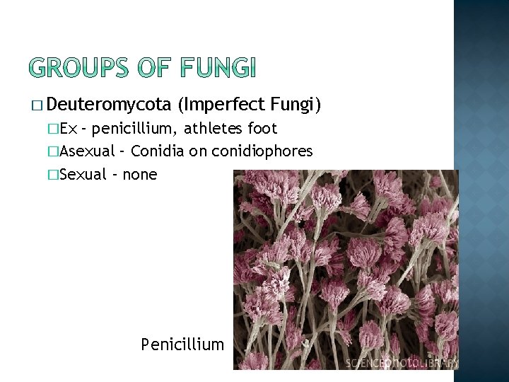 � Deuteromycota (Imperfect Fungi) �Ex – penicillium, athletes foot �Asexual – Conidia on conidiophores