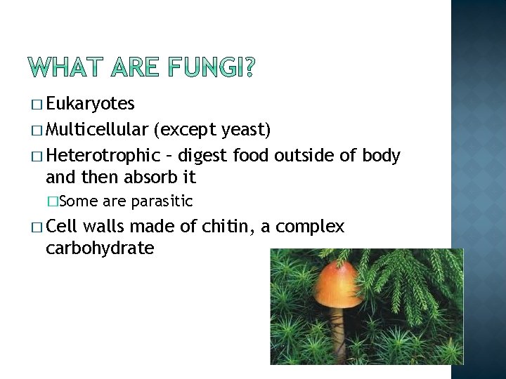 � Eukaryotes � Multicellular (except yeast) � Heterotrophic – digest food outside of body