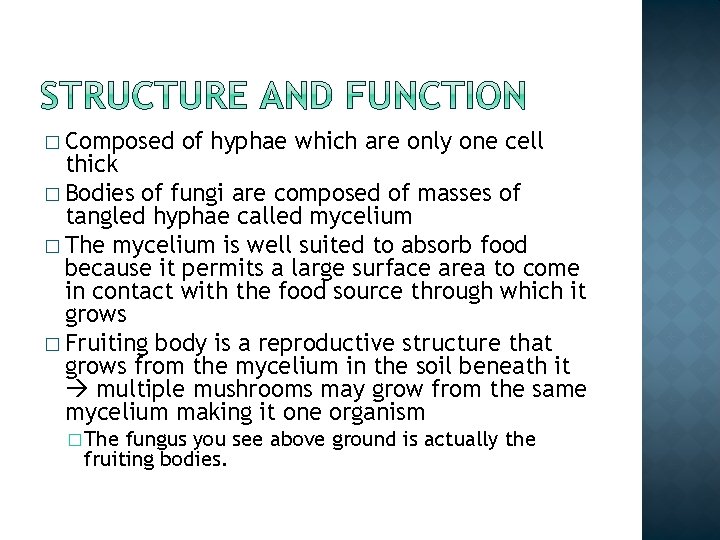 � Composed of hyphae which are only one cell thick � Bodies of fungi