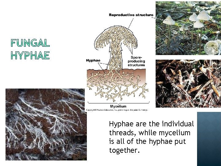 Hyphae are the individual threads, while mycelium is all of the hyphae put together.