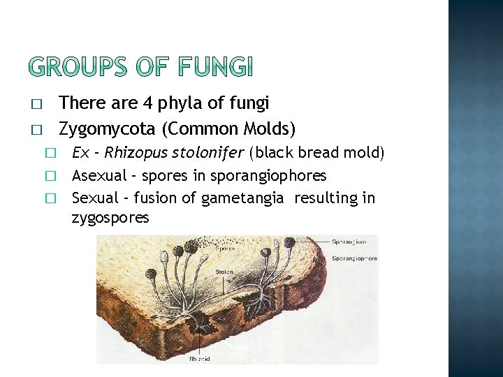 � � There are 4 phyla of fungi Zygomycota (Common Molds) Ex - Rhizopus