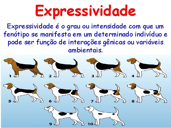 Expressividade é o grau ou intensidade com que um fenótipo se manifesta em um