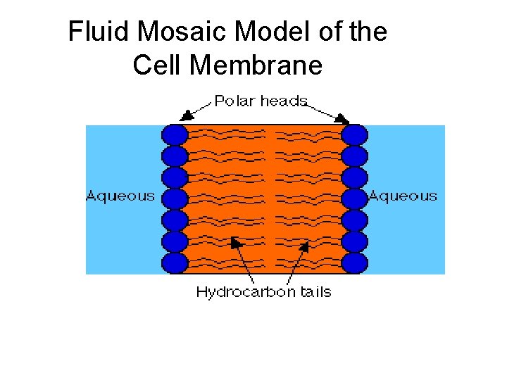 Fluid Mosaic Model of the Cell Membrane 