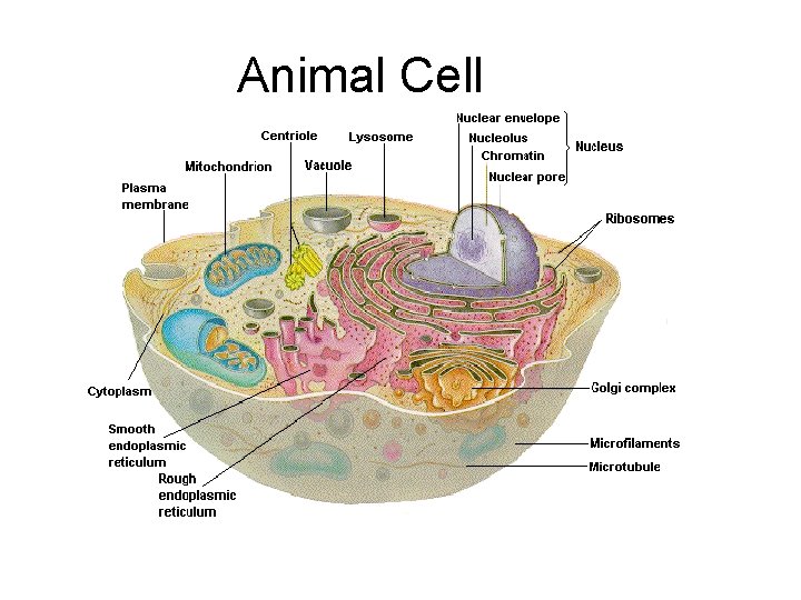 Animal Cell 