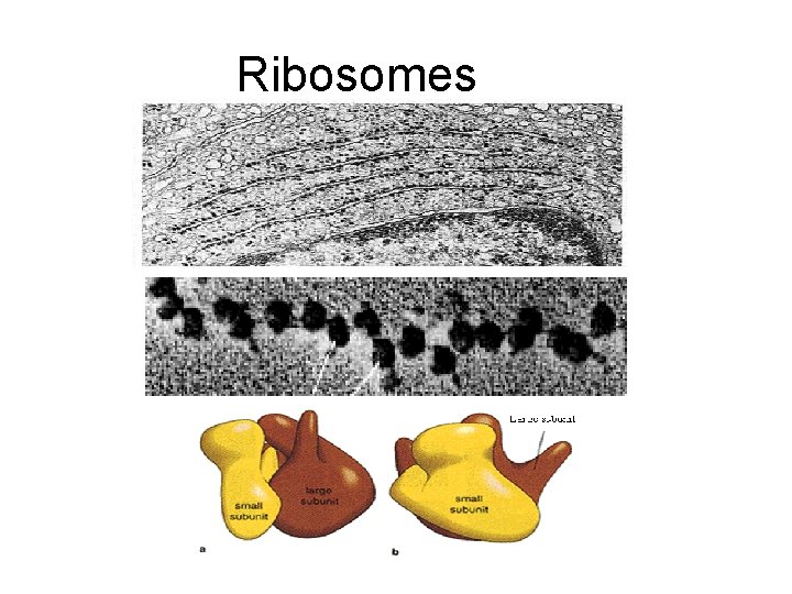 Ribosomes 