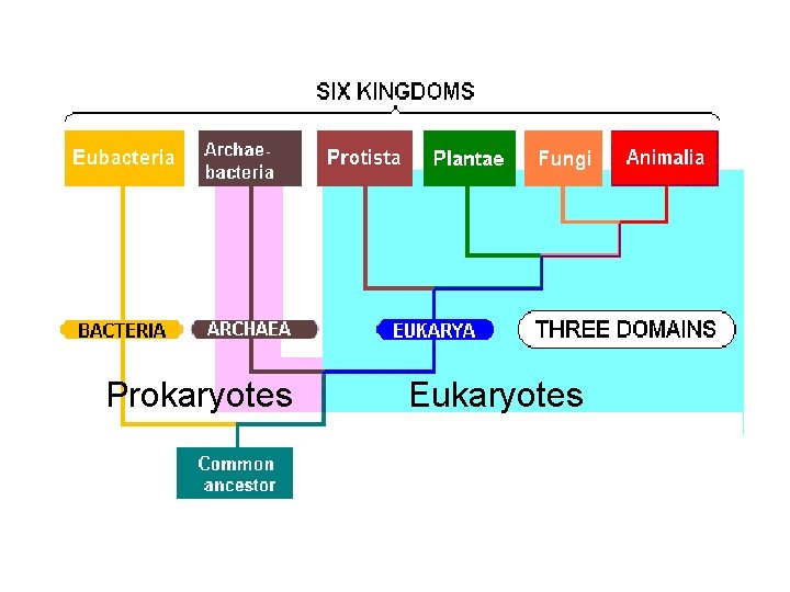 Prokaryotes Eukaryotes 