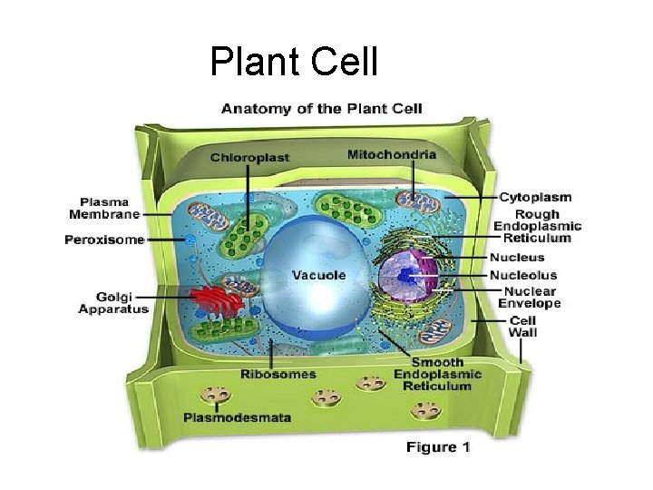 Plant Cell 