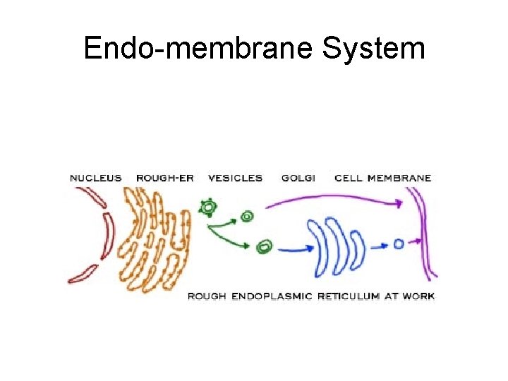 Endo-membrane System 