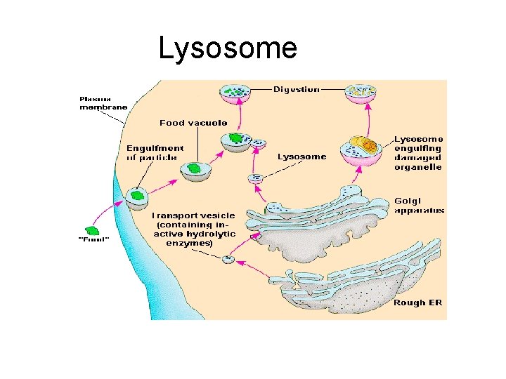 Lysosome 