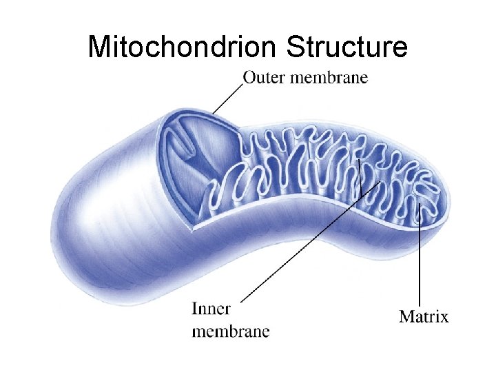 Mitochondrion Structure 