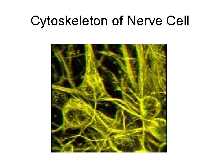 Cytoskeleton of Nerve Cell 