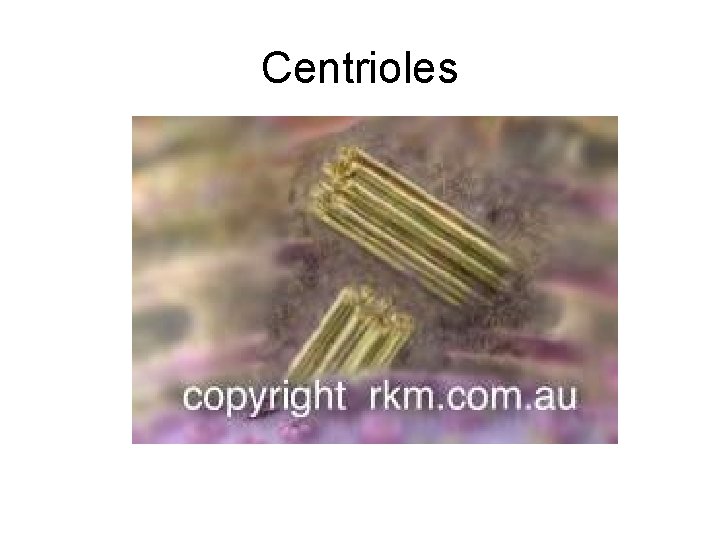 Centrioles 